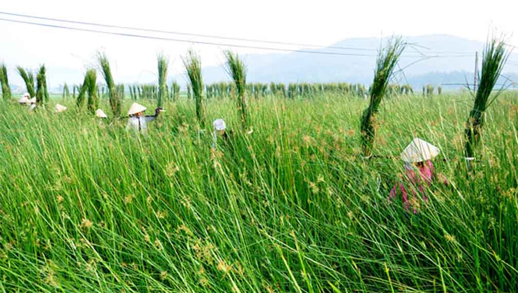 natural seagrass material
